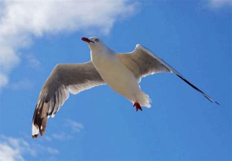 夢見鳥飛到頭上